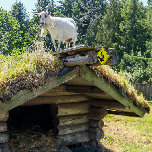 Caution Goats on Roof! Metal Sign