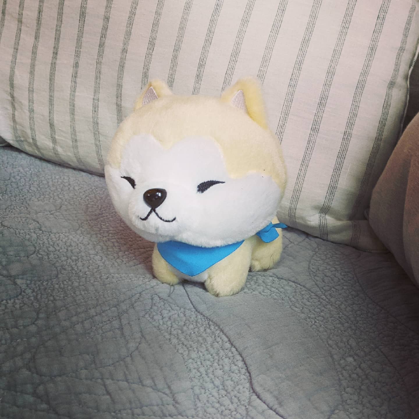 Akita Puppy