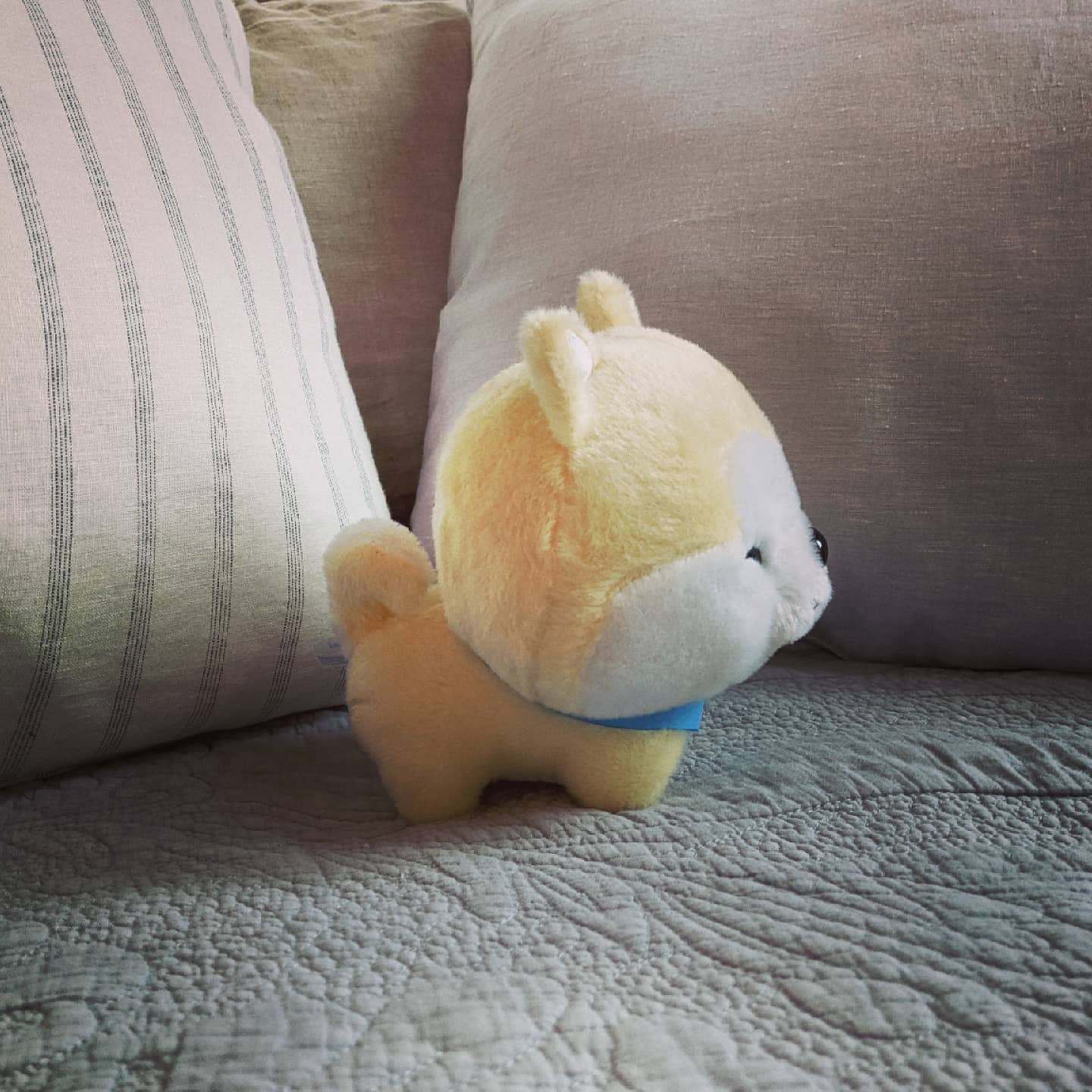 Akita Puppy