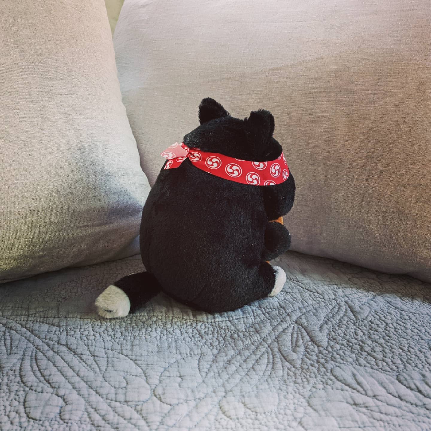 Black Cat with Taiyaki