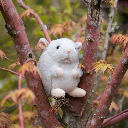 Plush Chinchilla