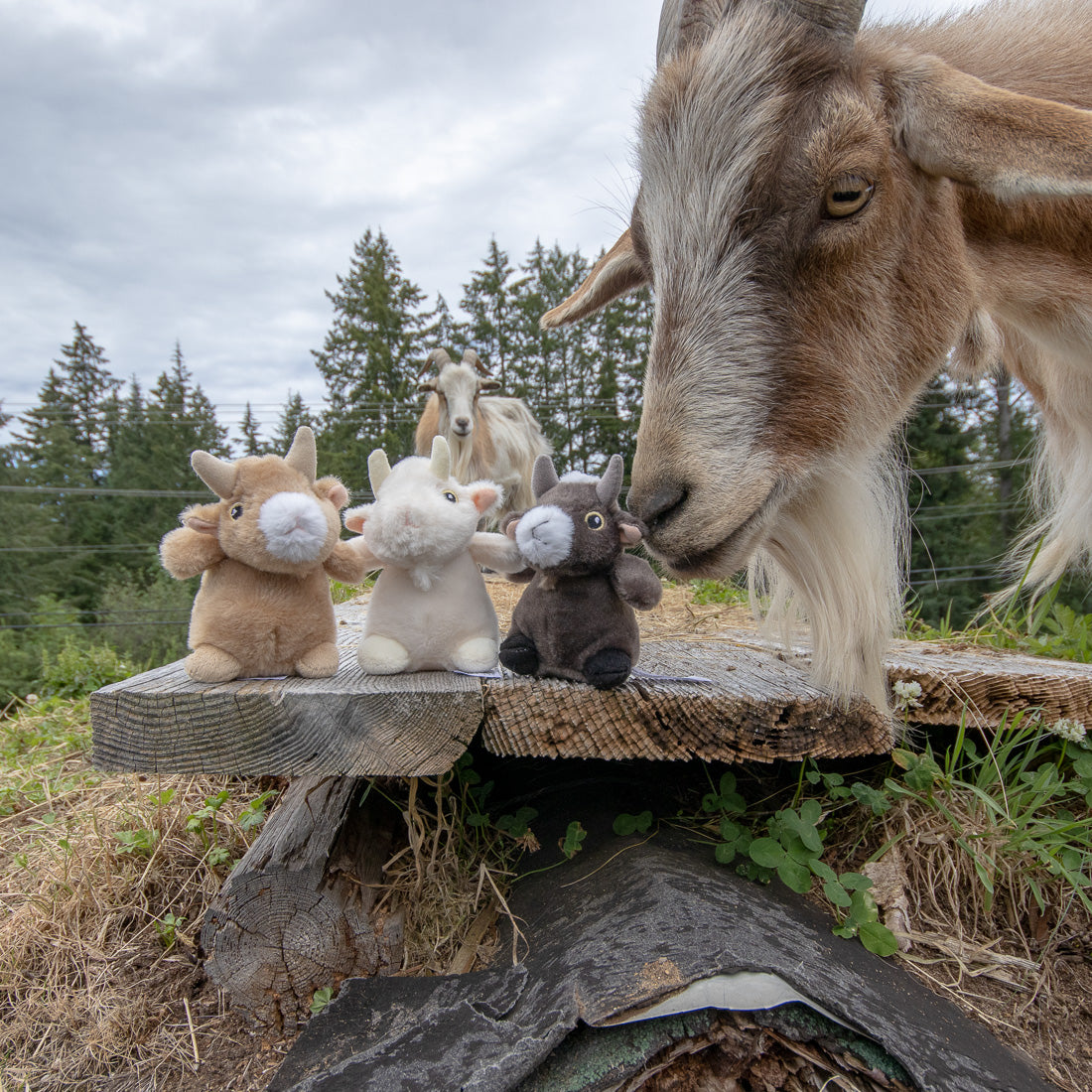 Mini Plush Goats