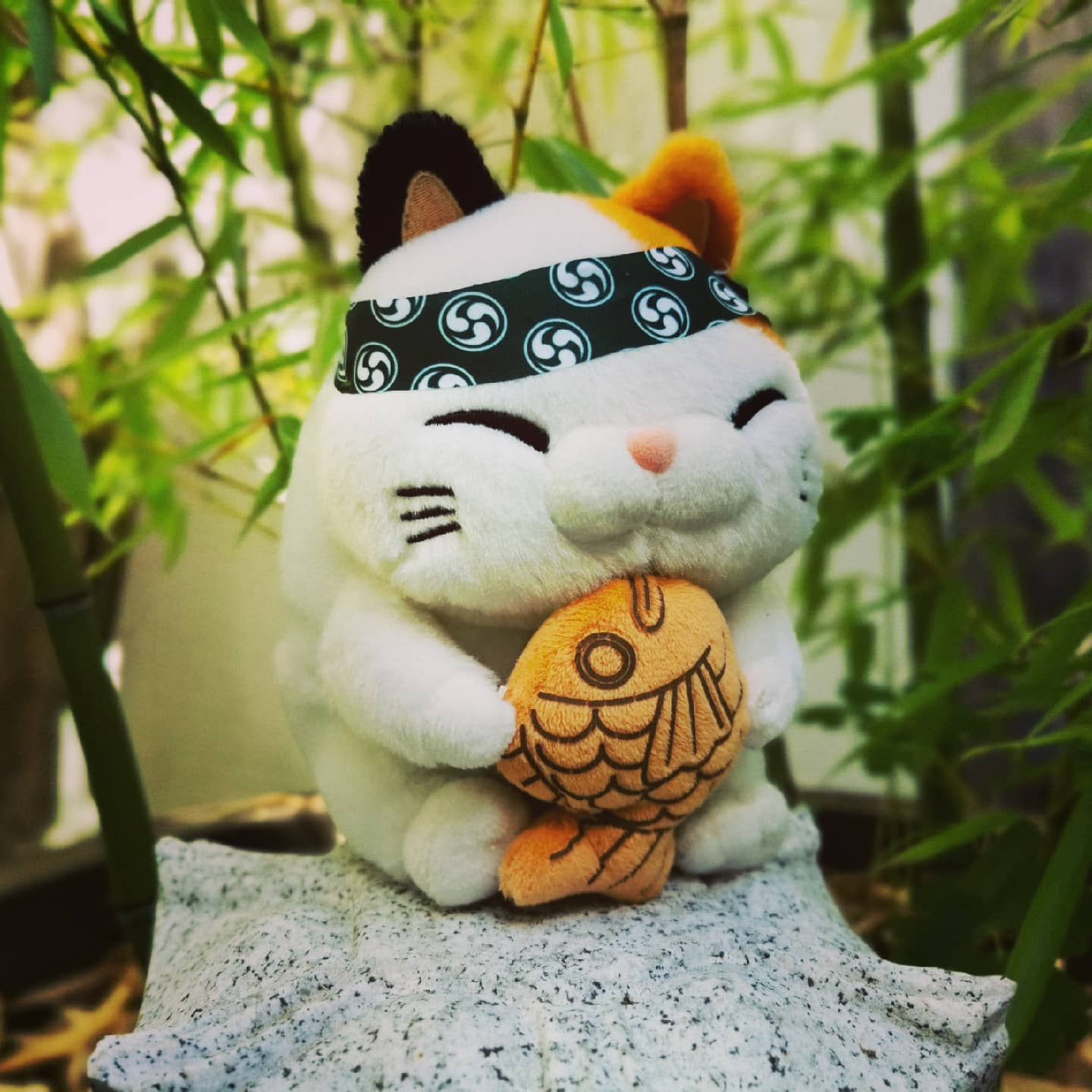 White Cat with Taiyaki