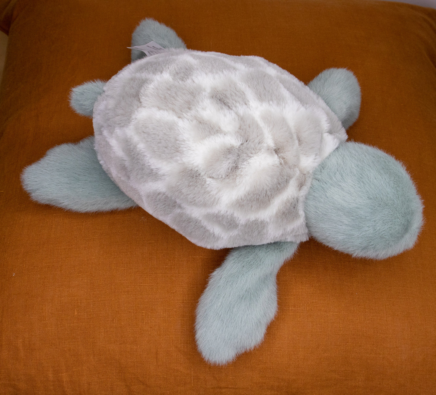 Timmy the Sea Turtle